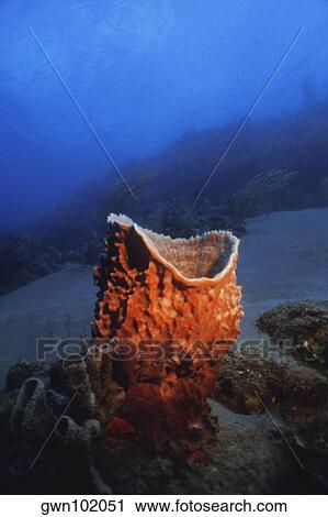 Stock Image - Close-up of a Netted Barrel Sponge (Verongula Gigantea) underwater, Saint Kitts. Fotosearch