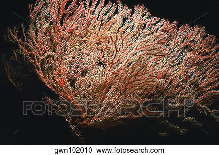 Close-up of a Sea Fan underwater, Palau View Large Photo Image Stock Image - Close-up of a Sea Fan underwater, Palau. Fotosearch