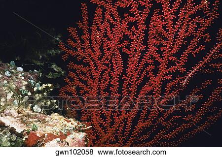 Stock Photo - Close-up of a Sea Fan underwater, Palau. Fotosearch