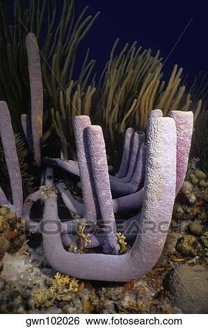 Close-up of a Stovepipe Sponge (Aplysina Archeri) underwater, Bonaire, Netherlands Antilles View Large Photo Image Stock Photograph - Close-up of a Stovepipe Sponge (Aplysina Archeri) underwater, Bonaire, Netherlands Antilles. Fotosearch