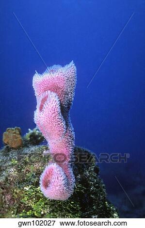 Stock Photo - Close-up of Azure Vase Sponge (Callyspongia plicifera) underwater, Cayman Islands, West Indies. Fotosearch