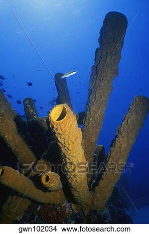Close-up of Branching Tube Sponge (Pseudoceratina crassa) underwater, Turks and Caicos Islands, West Indies View Large Photo Image Picture - Close-up of Branching Tube Sponge (Pseudoceratina crassa) underwater, Turks and Caicos Islands, West Indies. Fotosearch