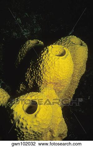 Close-up of Branching Tube Sponge (Pseudoceratina crassa) underwater, Cayman Islands, West Indies View Large Photo Image Stock Image - Close-up of Branching Tube Sponge (Pseudoceratina crassa) underwater, Cayman Islands, West Indies. Fotosearch