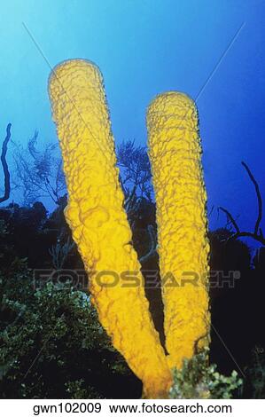 Close-up of Branching Tube Sponge (Pseudoceratina crassa) underwater, Belize View Large Photo Image Stock Photo - Close-up of Branching Tube Sponge (Pseudoceratina crassa) underwater, Belize. Fotosearch