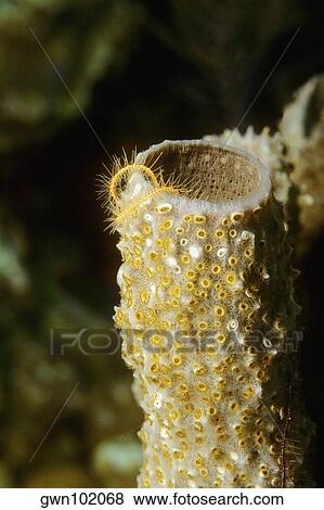 Close-up of Branching Vase Sponge (Callyspongia vaginalis) underwater, Belize View Large Photo Image Stock Photo - Close-up of Branching Vase Sponge (Callyspongia vaginalis) underwater, Belize. Fotosearch