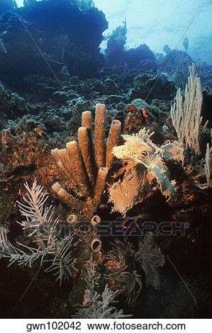 Close-up of Brown Tube Sponge (Agelas Conifera) underwater, Roatan, Bay Islands, Honduras View Large Photo Image Stock Image - Close-up of Brown Tube Sponge (Agelas Conifera) underwater, Roatan, Bay Islands, Honduras. Fotosearch