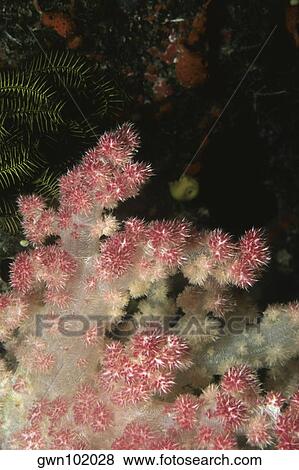 Stock Photo - Close-up of Carnation Soft Coral underwater, Fiji. Fotosearch