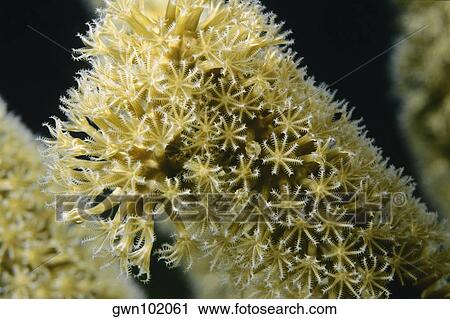 Close-up of Corky Sea Finger (Briareum Asbestinum) underwater, Belize View Large Photo Image Stock Image - Close-up of Corky Sea Finger (Briareum Asbestinum) underwater, Belize. Fotosearch