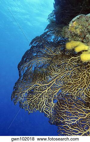 Close-up of Deep Water Gorgonian (Iciligorgia Schrammi) underwater, Cozumel, Mexico View Large Photo Image Stock Photo - Close-up of Deep Water Gorgonian (Iciligorgia Schrammi) underwater, Cozumel, Mexico. Fotosearch