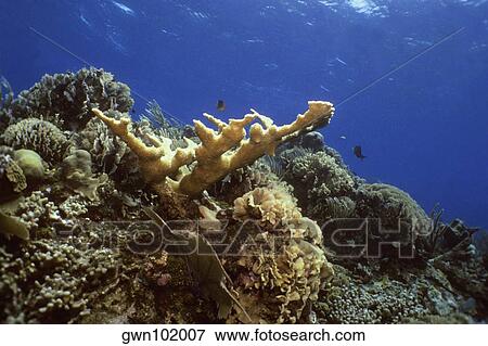 Close-up of Elkhorn Coral (Acropora Palmata) underwater, Roatan, Bay Islands, Honduras View Large Photo Image Stock Photo - Close-up of Elkhorn Coral (Acropora Palmata) underwater, Roatan, Bay Islands, Honduras. Fotosearch