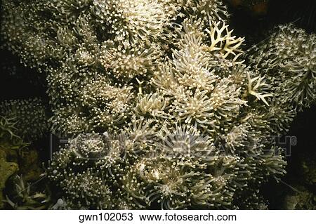 Close-up of golden soft coral, Pemba Channel, Tanzania View Large Photo Image Stock Image - Close-up of golden soft coral, Pemba Channel, Tanzania. Fotosearch