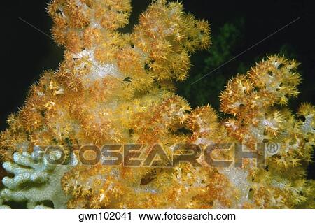 Close-up of golden soft coral underwater, Fiji View Large Photo Image Stock Image - Close-up of golden soft coral underwater, Fiji. Fotosearch