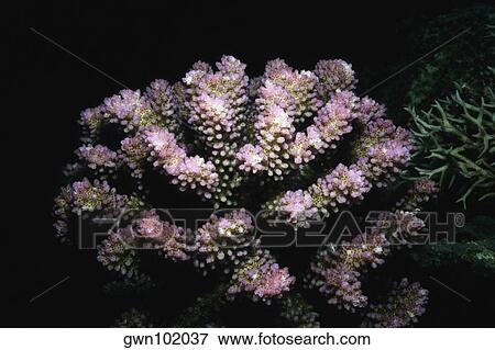 Close-up of hard coral underwater, Pemba Channel, Tanzania View Large Photo Image Stock Photo - Close-up of hard coral underwater, Pemba Channel, Tanzania. Fotosearch