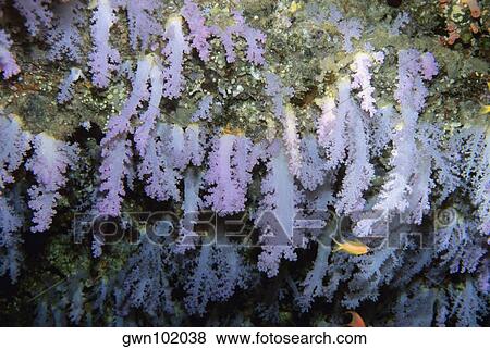 Close-up of lavender soft coral underwater, Maldives View Large Photo Image Stock Photo - Close-up of lavender soft coral underwater, Maldives. Fotosearch