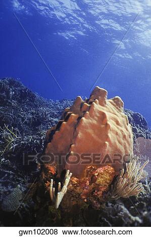 Stock Photo - Close-up of Leathery Barrel Sponge (Geodia Neptuni) underwater, Roatan, Bay Islands, Honduras. Fotosearch