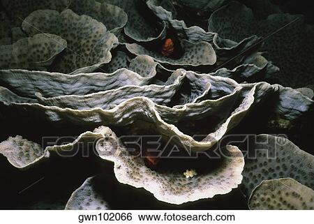 Stock Photograph - Close-up of Lettuce coral (Agaricia agaricites), Pemba Channel, Tanzania. Fotosearch