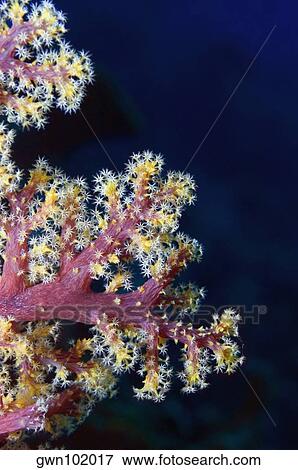 Close-up of Multi-Colored Soft Coral underwater, Milne Bay, Papua New Guinea View Large Photo Image Stock Photo - Close-up of Multi-Colored Soft Coral underwater, Milne Bay, Papua New Guinea. Fotosearch