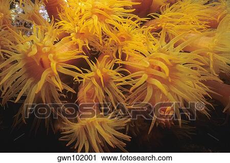 Close-up of Orange Cup Coral (Tubastraea Coccinea) underwater, Bonaire, Netherlands Antilles View Large Photo Image Stock Image - Close-up of Orange Cup Coral (Tubastraea Coccinea) underwater, Bonaire, Netherlands Antilles. Fotosearch