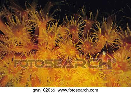 Close-up of Orange Cup Coral (Tubastraea coccinea) underwater, Bonaire, Netherlands Antilles View Large Photo Image Stock Photography - Close-up of Orange Cup Coral (Tubastraea coccinea) underwater, Bonaire, Netherlands Antilles. Fotosearch