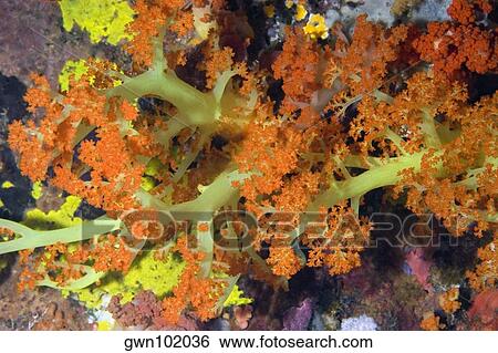 Stock Photograph - Close-up of Orange Soft Coral and Green Soft Coral underwater, North Sulawesi, Indonesia. Fotosearch