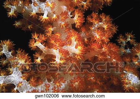 Stock Photograph - Close-up of Orange Soft Coral and Yellow Soft Coral underwater, Sipadan, Malaysia. Fotosearch