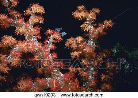 Close-up of Orange Soft Coral underwater, Palau View Large Photo Image Stock Image - Close-up of Orange Soft Coral underwater, Palau. Fotosearch