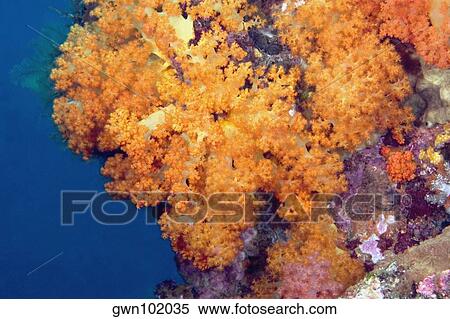 Stock Photography - Close-up of Orange Soft Coral underwater, North Sulawesi, Indonesia. Fotosearch