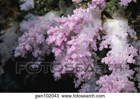 Stock Image - Close-up of Pink Soft Coral underwater, Maldives. Fotosearch