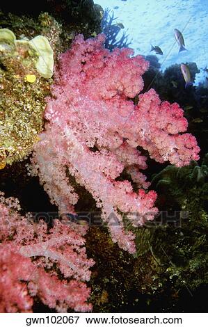 Close-up of Pink Soft Coral underwater, Fiji View Large Photo Image Stock Photo - Close-up of Pink Soft Coral underwater, Fiji. Fotosearch