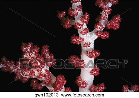 Close-up of Polyp Corals underwater, Sipadan, Malaysia View Large Photo Image Stock Image - Close-up of Polyp Corals underwater, Sipadan, Malaysia. Fotosearch