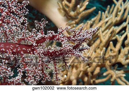 Close-up of Red Soft Coral underwater, Milne Bay, Papua New Guinea View Large Photo Image Stock Image - Close-up of Red Soft Coral underwater, Milne Bay, Papua New Guinea. Fotosearch