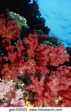 Close-up of Red Soft Coral underwater, Fiji View Large Photo Image Stock Image - Close-up of Red Soft Coral underwater, Fiji. Fotosearch