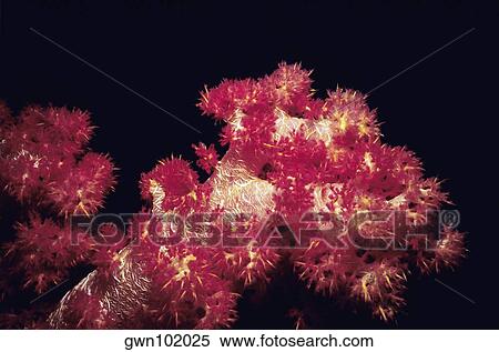 Close-up of Red Soft Coral underwater, Palau View Large Photo Image Stock Photography - Close-up of Red Soft Coral underwater, Palau. Fotosearch