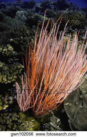 Close-up of Red Whip Coral underwater, New Britain Island, Papua New Guinea View Large Photo Image Stock Photograph - Close-up of Red Whip Coral underwater, New Britain Island, Papua New Guinea. Fotosearch