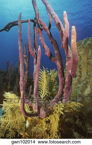 Picture - Close-up of Row Pore Rope Sponge (Aplysina Cauliformis) underwater, Cayman Islands, West Indies. Fotosearch