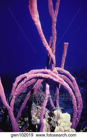Stock Photo - Close-up of Row Pore Rope Sponge (Aplysina Cauliformis), Turks and Caicos Islands, West Indies. Fotosearch
