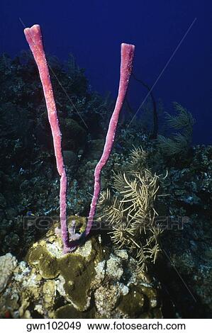 Stock Photo - Close-up of Row Pore Rope Sponge (Aplysina Cauliformis) underwater, Cayman Islands, West Indies. Fotosearch