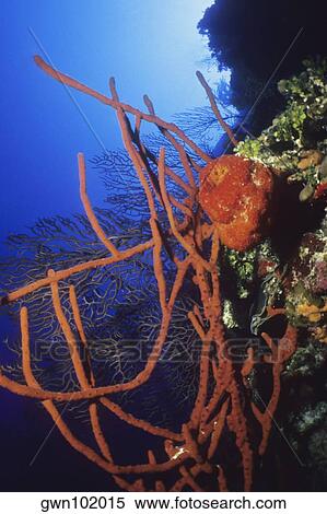 Close-up of Row Pore Rope Sponge (Aplysina Cauliformis) underwater, Cayman Islands, West Indies View Large Photo Image Stock Photography - Close-up of Row Pore Rope Sponge (Aplysina Cauliformis) underwater, Cayman Islands, West Indies. Fotosearch