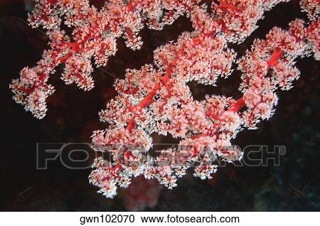 Stock Image - Close-up of Sea Fan underwater, North Sulawesi, Indonesia. Fotosearch