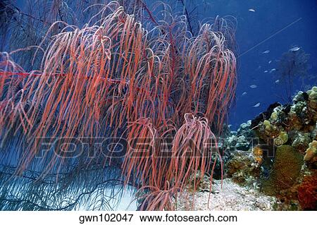 Stock Photo - Close-up of Sea Plumes underwater, San Salvador, Bahamas. Fotosearch