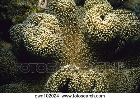 Close-up of Soft Coral underwater, Pemba Channel, Tanzania View Large Photo Image Picture - Close-up of Soft Coral underwater, Pemba Channel, Tanzania. Fotosearch