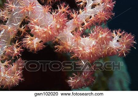 Stock Image - Close-up of Soft Coral underwater, Milne Bay, Papua New Guinea. Fotosearch