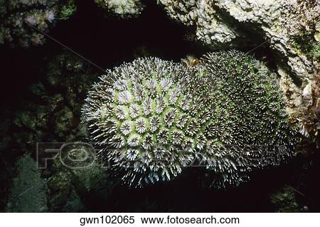 Close-up of Star Coral underwater, Pemba Channel, Tanzania View Large Photo Image Stock Photography - Close-up of Star Coral underwater, Pemba Channel, Tanzania. Fotosearch