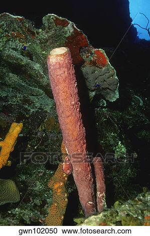 Stock Image - Close-up of Stovepipe Sponge (Aplysina Archeri) underwater, Turks and Caicos Islands, West Indies. Fotosearch