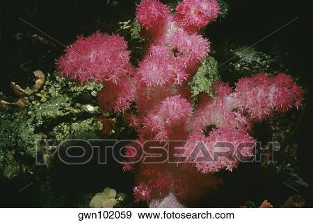 Close-up of Strawberry Soft Coral underwater, Palau View Large Photo Image Stock Photo - Close-up of Strawberry Soft Coral underwater, Palau. Fotosearch