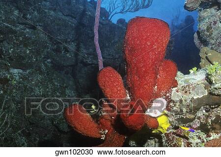 Close-up of Strawberry Vase Sponge underwater, Cayman Islands, West Indies View Large Photo Image Stock Image - Close-up of Strawberry Vase Sponge underwater, Cayman Islands, West Indies. Fotosearch
