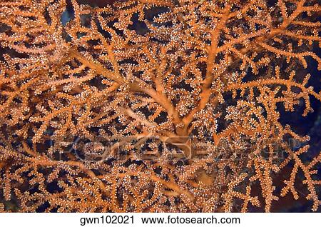 Close-up of Wire Coral underwater, Indonesia View Large Photo Image Stock Image - Close-up of Wire Coral underwater, Indonesia. Fotosearch