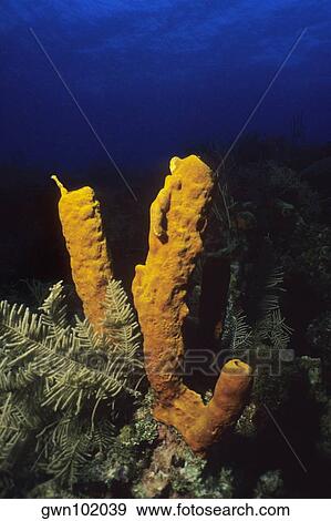 Stock Photo - Close-up of Yellow Tube Sponge (Aplysina Fistularis) underwater, Cayman Islands, West Indies. Fotosearch