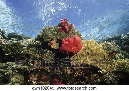 Stock Photography - Coral reef with soft and hard corals underwater, Palau. Fotosearch