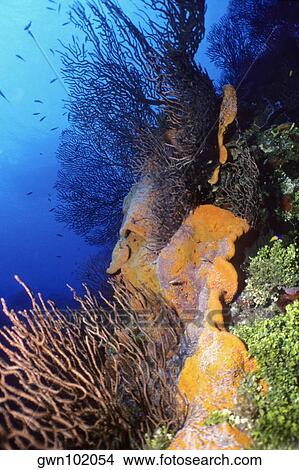 Corals underwater, Grooved-blade sea whip (Pterogorgia guadalupensis), Deep Water Gorgonian (Iciligorgia Schrammi), Orange Elephant Ear Sponge (Agelas Clathrodes), Cayman Islands, West Indies View Large Photo Image Picture - Corals underwater, Grooved-blade sea whip (Pterogorgia guadalupensis), Deep Water Gorgonian (Iciligorgia Schrammi), Orange Elephant Ear Sponge (Agelas Clathrodes), Cayman Islands, West Indies. Fotosearch